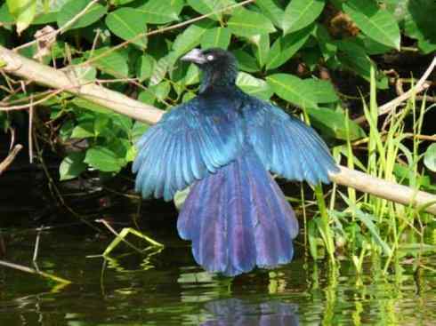 奇特的盔:大犀鹃 奇特的盔:大犀鹃
