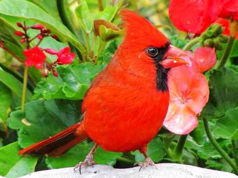 极品红色鸟类：红衣主教鸟