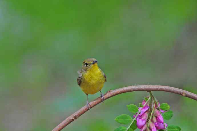雌性绿背姬鶲（11）