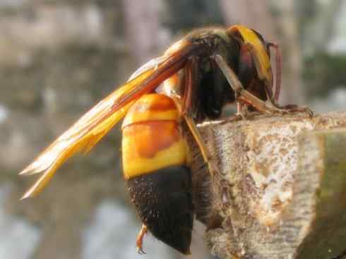 十大喜食蜂蜜动物：胡蜂