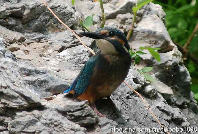 小小翠儿沐浴着父爱快乐成长--献给父亲节