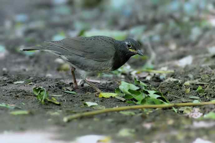 【新鸟】黑胸鸫和乌灰鸫 【新鸟】黑胸鸫和乌灰鸫