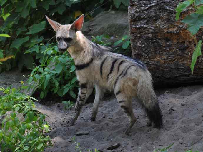 犬科：犬亚科犬属之西门豺、侧纹豺（胡狼类）