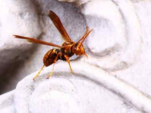 十大喜食蜂蜜动物：胡蜂