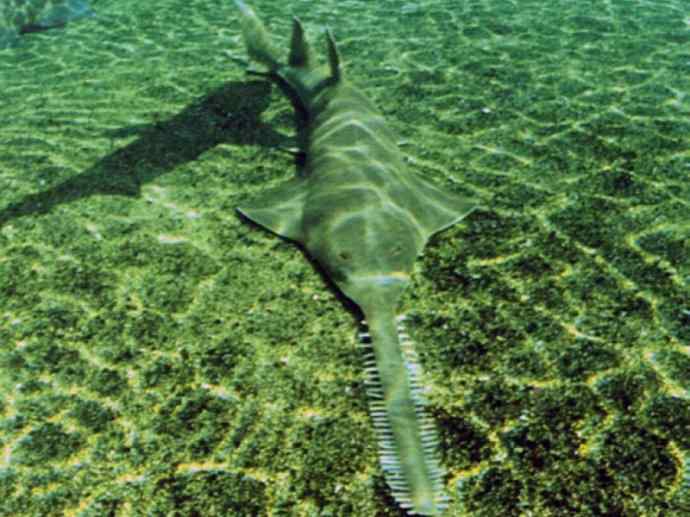 鱼类活化石：锯鳐