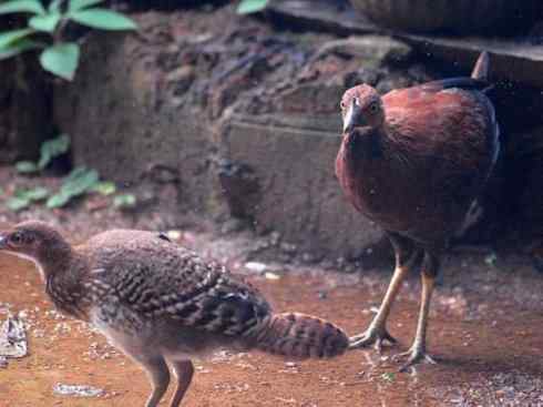 凤凰：传说的鸟原型探秘（原鸡）