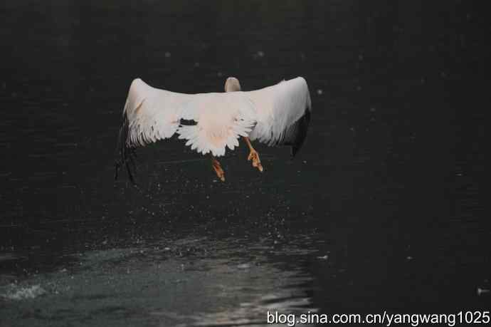 再拍鹈鹕 wbr11 再拍鹈鹕 wbr11