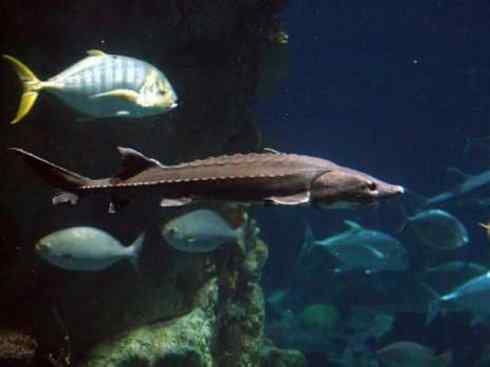 鱼类活化石:中华鲟 鱼类活化石:中华鲟