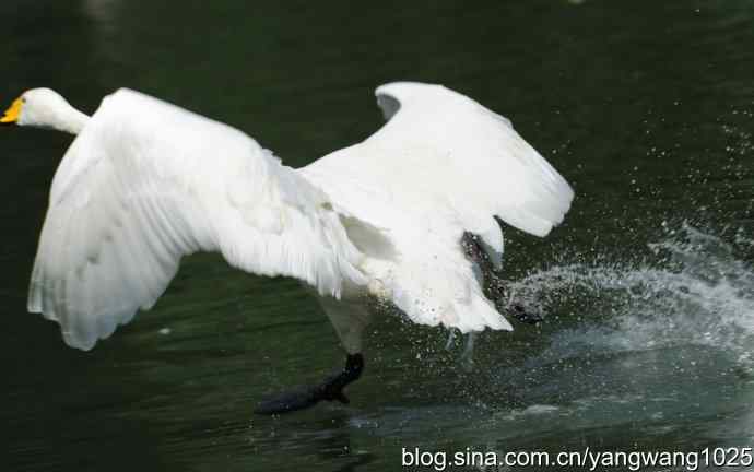 舞（天鹅之舞）