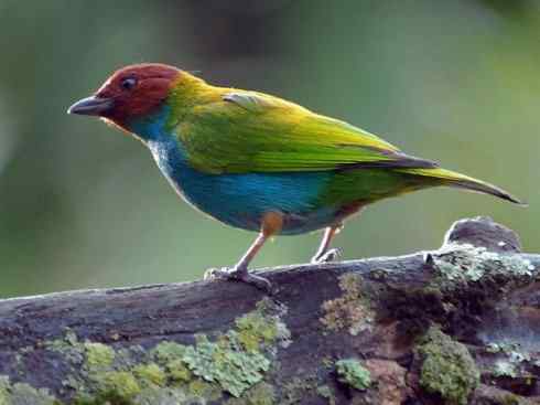 极品红色鸟类：玫红比蓝雀