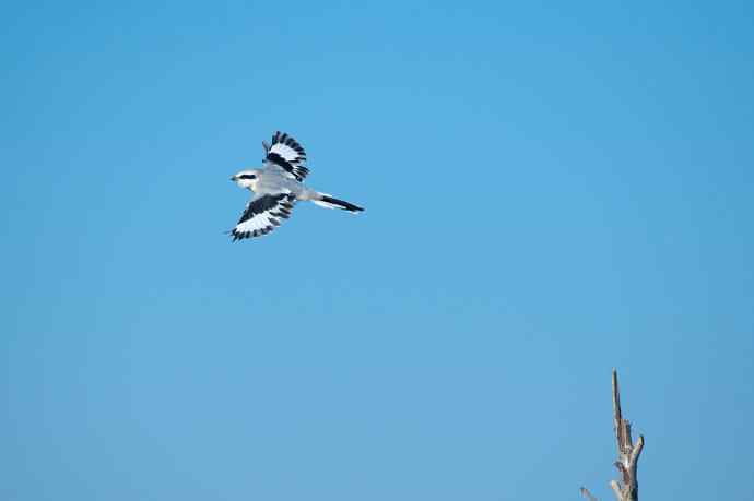 野鸭湖的楔尾伯劳和红尾伯劳