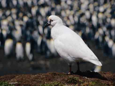 奇特的盔：白鞘嘴鸥
