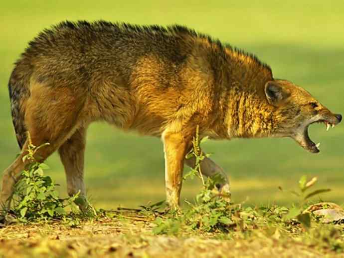 犬科:犬亚科犬属之金豺、黑背豺(胡狼类)