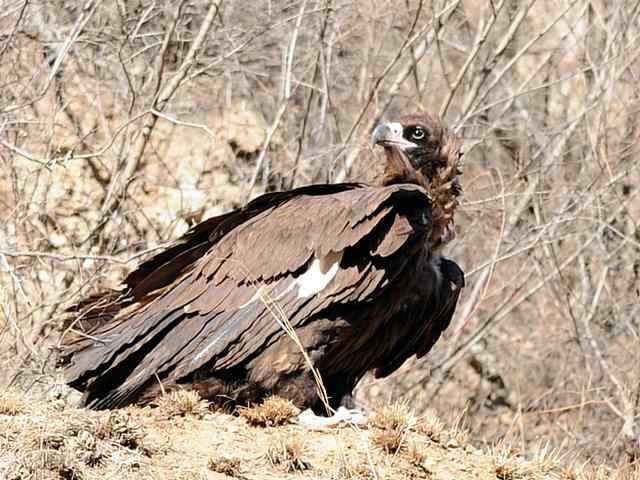 峡谷中 wbr. wbr沐浴阳光的秃鹫