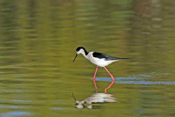 黑翅长脚鹬（3）