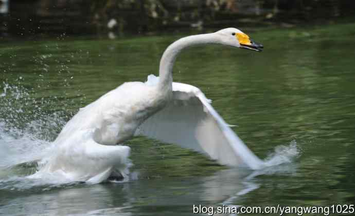 舞（天鹅之舞）