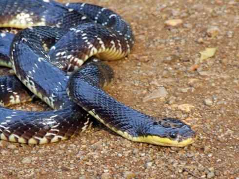 龙：传说的兽原型探秘（环蛇类）