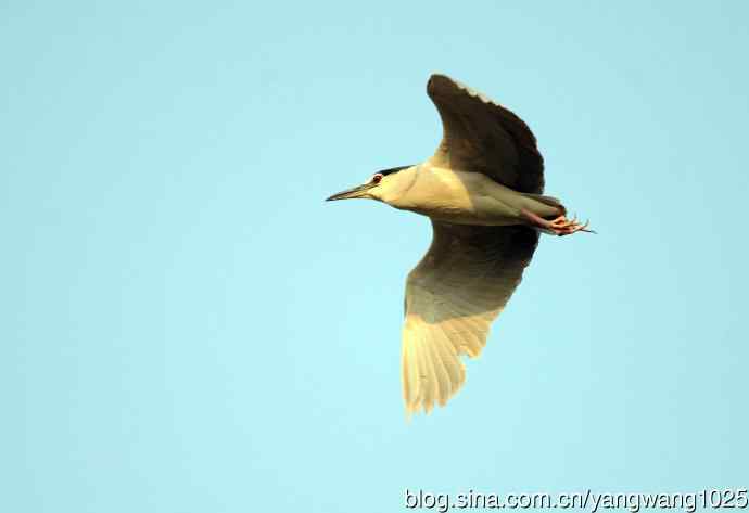 飞(夜鹭)51 飞(夜鹭)51