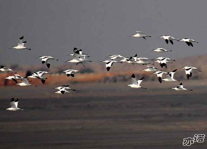 河北乐亭&nbsp;wbr路&nbsp;wbr反嘴鹬