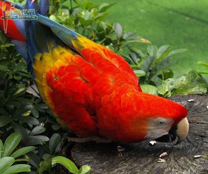 鹦鹉繁殖——食物需求和分配食物