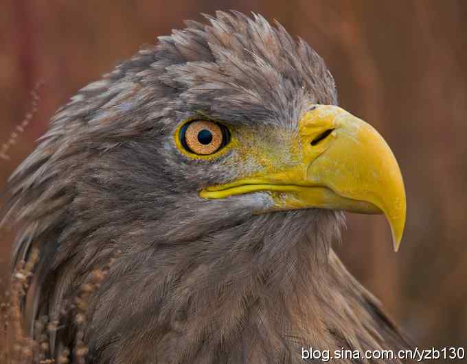 挑战鹰眼（组图，8张图片）