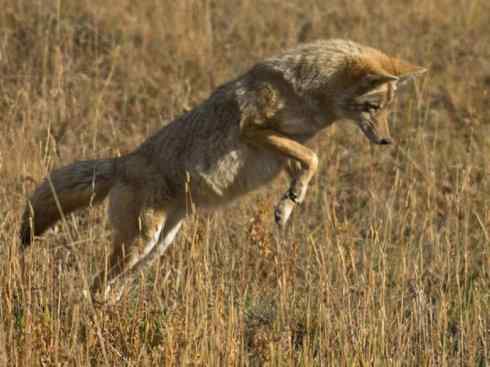 犬科:犬亚科犬属之郊狼、红狼 犬科:犬亚科犬属之郊狼、红狼