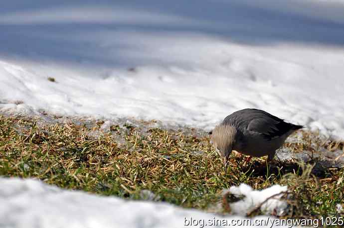 丝光椋鸟 wbr3 丝光椋鸟 wbr3