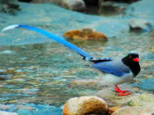 家禽驯化之源之二十九