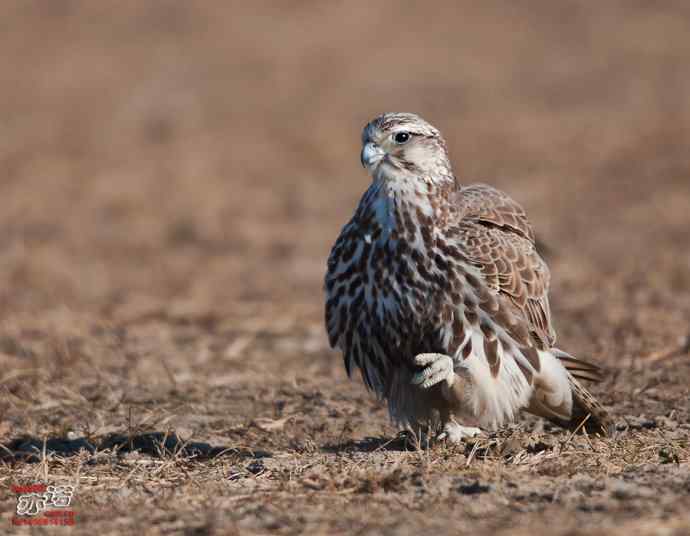 官厅水库&nbsp;wbr路&nbsp;wbr威武的猎隼