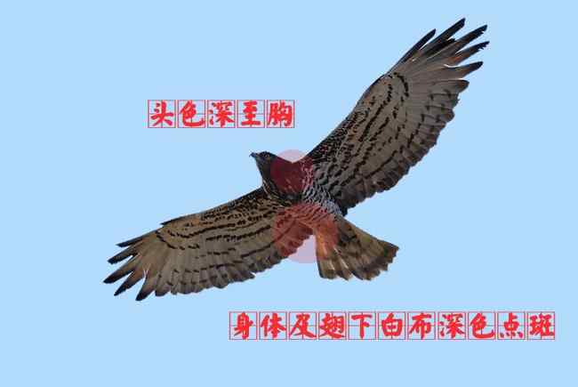 短趾雕 猛禽大全——中国东部地区27种迁徙类猛禽辨识