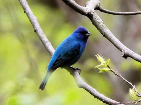 家禽驯化之源之三十二