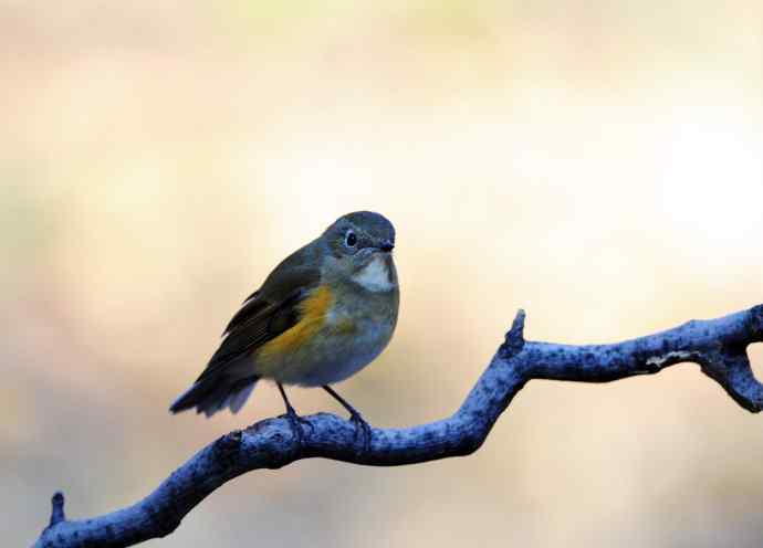 雌性红胁蓝尾鸲(13) 雌性红胁蓝尾鸲(13)