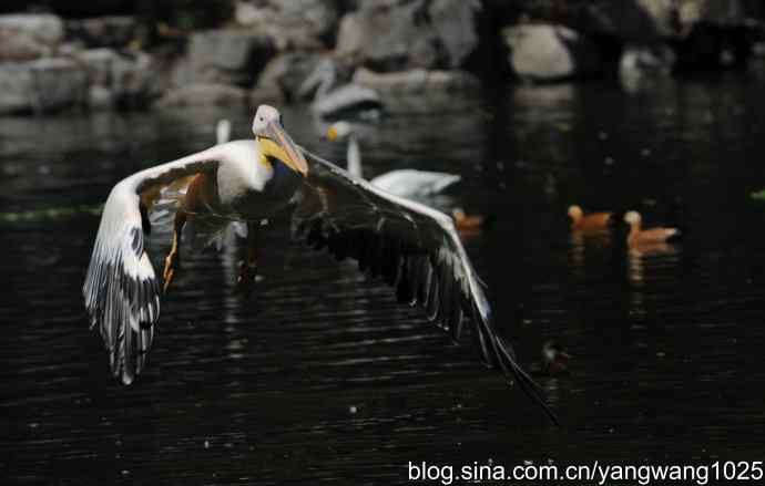 再拍大鹈鹕 wbr wbr1