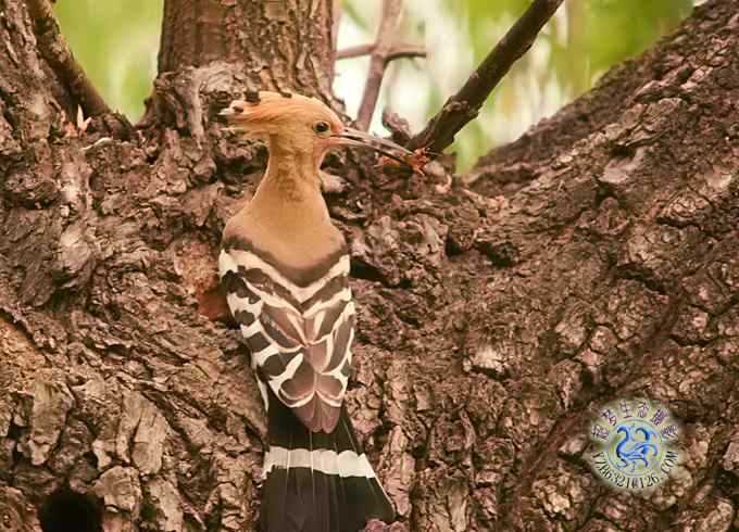 首次拍到戴胜奇观（组图，20张图片）