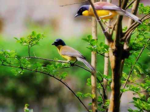 美丽无罪：雀鸟之噪鹛