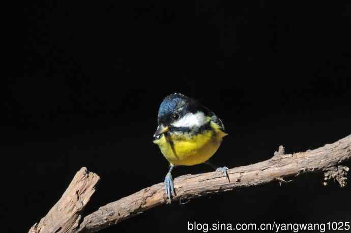 雄性黄腹山雀(2) 雄性黄腹山雀(2)