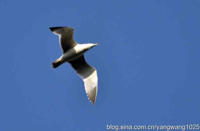 飞（海鸥）5