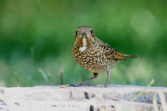 【新鸟】白喉矶鸫（雌）