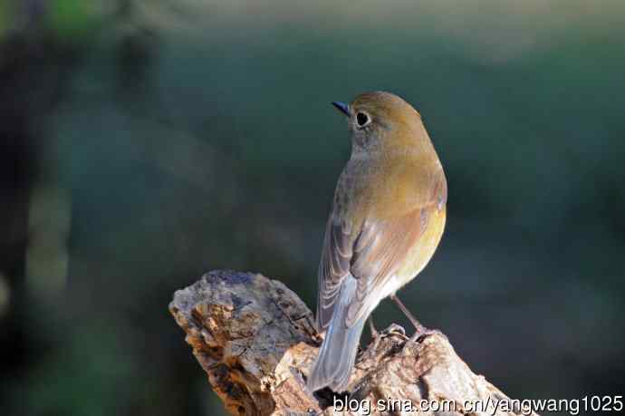 雌性红胁蓝尾鸲（73）