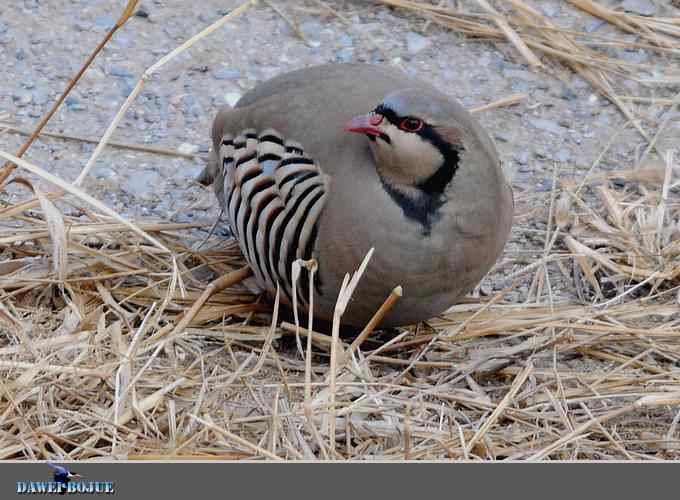 龙年鸡翔：初四拍石鸡