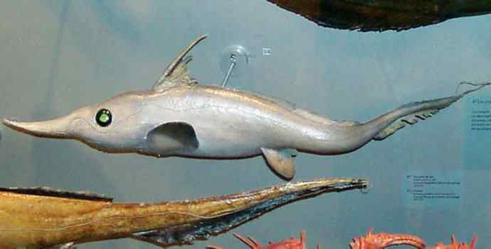 鱼类活化石：长吻银鲛