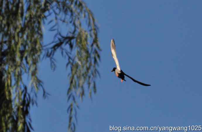 飞 wbr（雁） wbr1