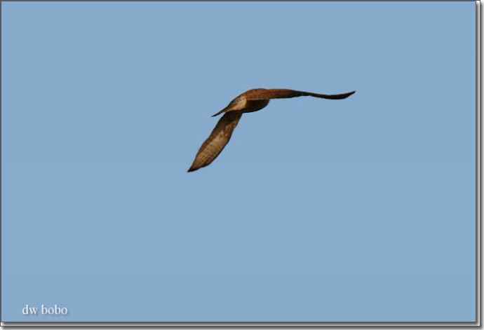 野鸭湖猛禽-红隼、短耳鸮、毛脚鵟