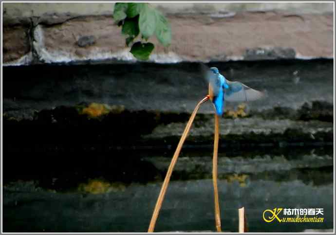 印象翠鸟【照片】