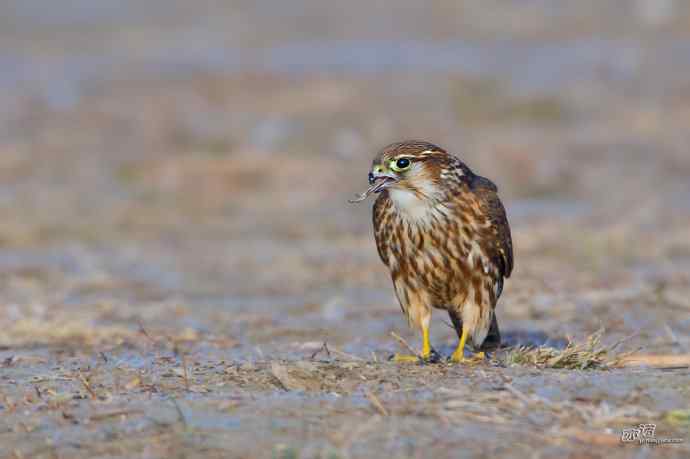 【野鸭湖的鸟】灰背隼 【野鸭湖的鸟】灰背隼
