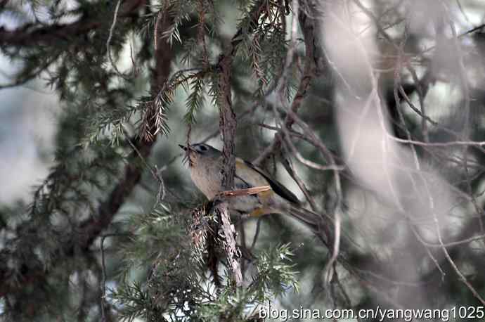 柏树丛中的戴菊