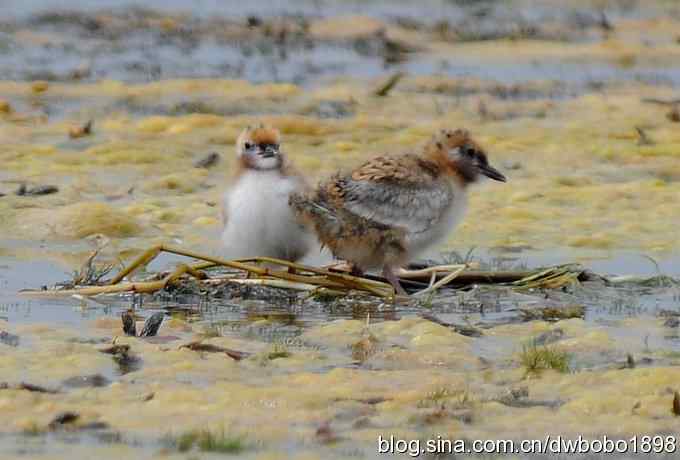 灰斑鸠踩蛋 wbr须浮鸥育雏