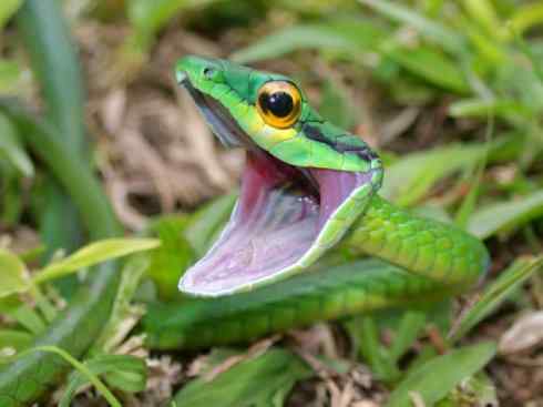 龙:传说的兽原型探秘(树蛇类) 龙:传说的兽原型探秘(树蛇类)