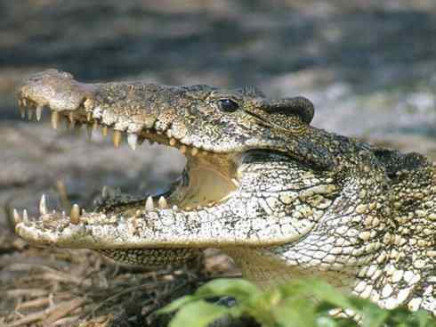 龙：传说的兽原型探秘（鳄类）