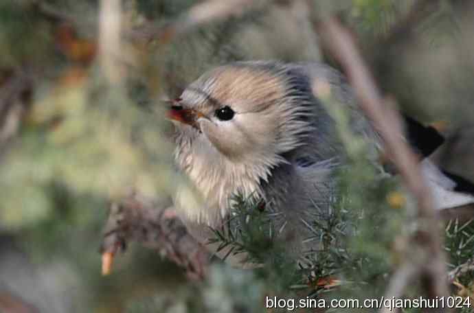 丝光椋鸟树上的尴尬(天坛)